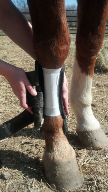 Horse bandages and leg wraps