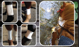 Horse leg bandages