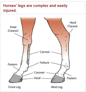 Horse Lower legs Equine Bandaflex Bandages
